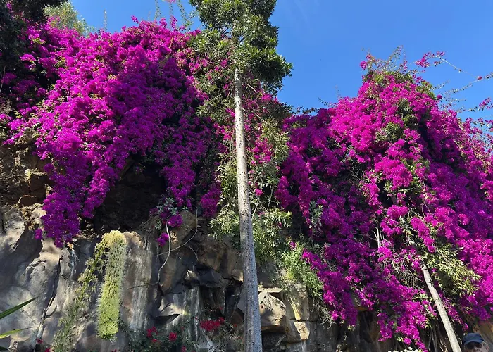 O Cantinho Do Ze - Signature *