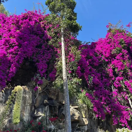 O Cantinho Do Zé - Signature *